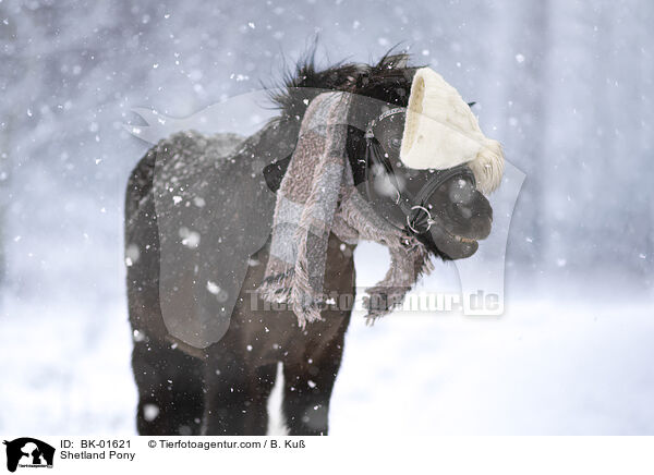 Shetland Pony / BK-01621