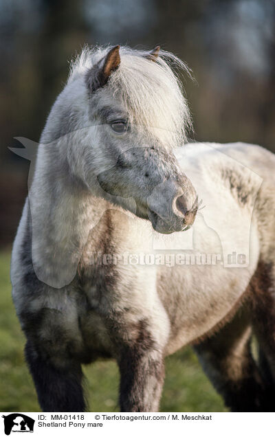 Shetland Pony Stute / Shetland Pony mare / MM-01418