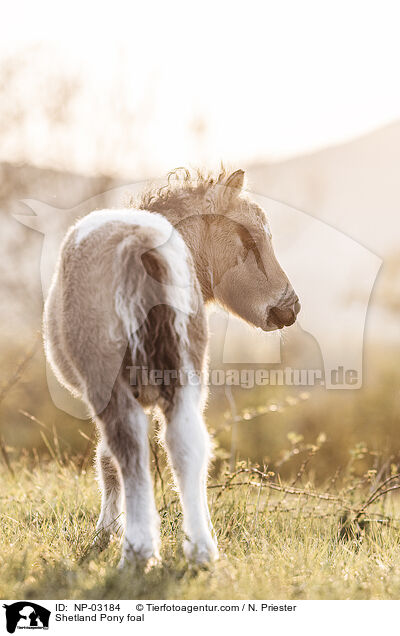 Shetland Pony Fohlen / Shetland Pony foal / NP-03184