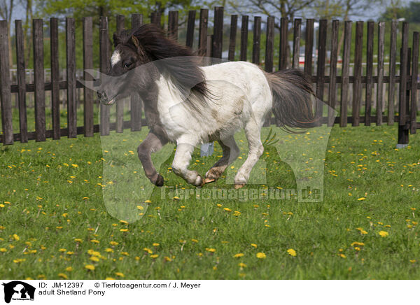 adult Shetland Pony / JM-12397