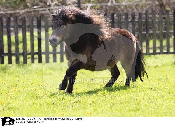 ausgewachsenes Shetland Pony / adult Shetland Pony / JM-12398