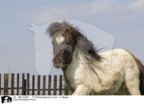 ausgewachsenes Shetland Pony / adult Shetland Pony / JM-12399