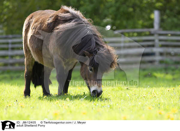 ausgewachsenes Shetland Pony / adult Shetland Pony / JM-12405