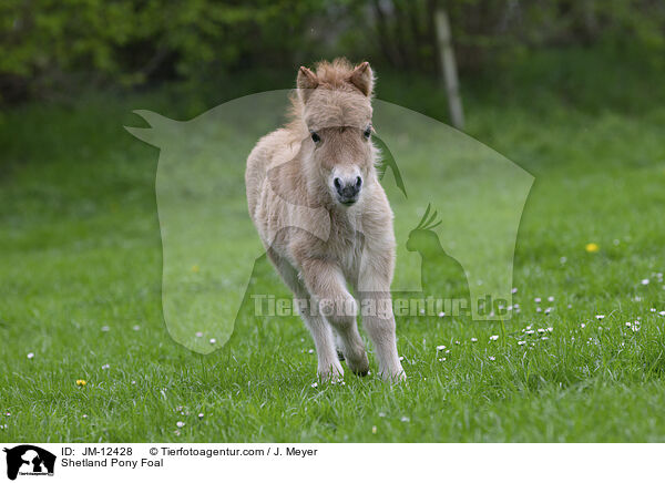 Shetland Pony Fohlen / Shetland Pony Foal / JM-12428