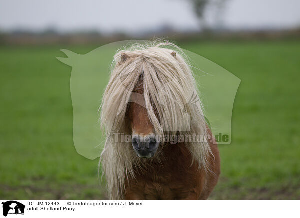 ausgewachsenes Shetland Pony / adult Shetland Pony / JM-12443