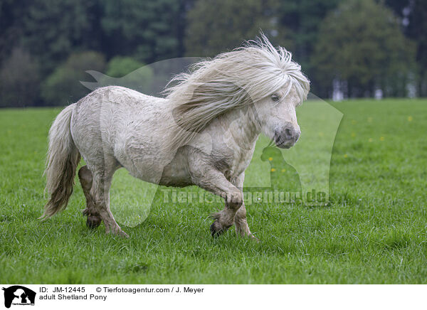 ausgewachsenes Shetland Pony / adult Shetland Pony / JM-12445