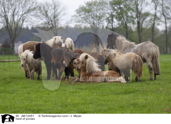 Ponyherde / herd of ponies / JM-12451