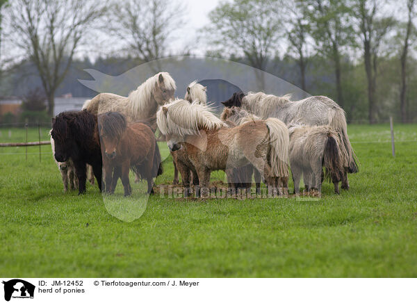 Ponyherde / herd of ponies / JM-12452