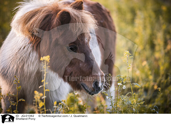 Shetland Pony / JQ-01062