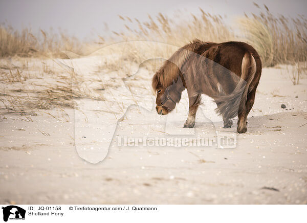 Shetland Pony / Shetland Pony / JQ-01158