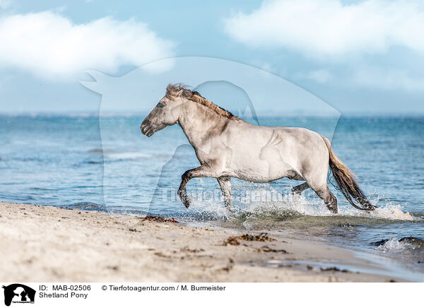 Shetland Pony / MAB-02506