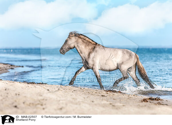 Shetland Pony / MAB-02507
