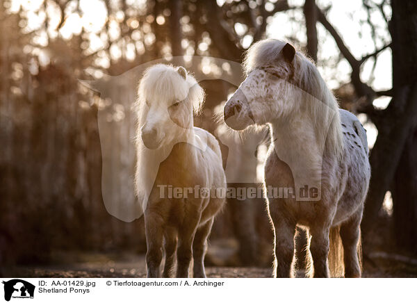 Shetland Ponys / Shetland Ponys / AA-01429.jpg