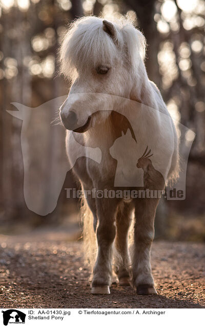 Shetland Pony / Shetland Pony / AA-01430.jpg