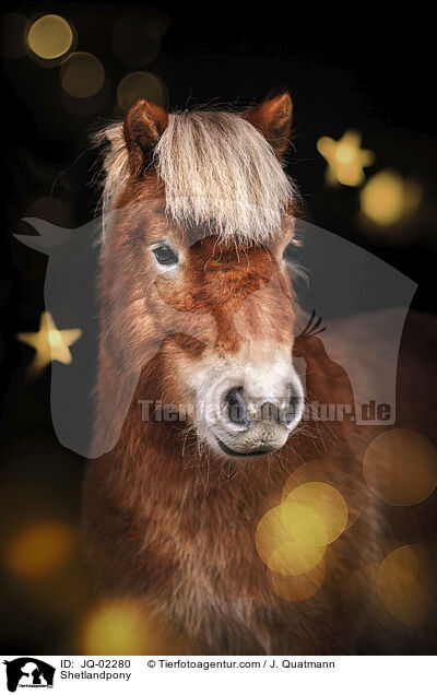 Shetlandpony / Shetlandpony / JQ-02280