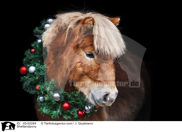 Shetlandpony / Shetlandpony / JQ-02284