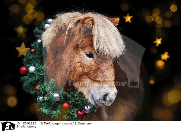 Shetlandpony / JQ-02285