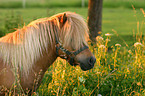 Shetland Pony