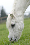 grazing Shetland Pony