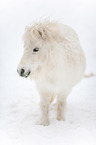 Shetland Pony