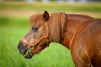 Shetland Pony Portrait