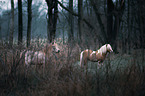 standing Shetland Ponies