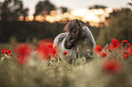 Shetland pony in the poppy field