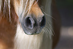 Shetlandpony