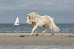 Shetland Pony at the beach