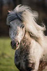 Shetland Pony mare