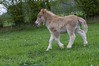 Shetland Pony Foal