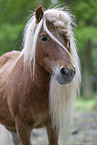 adult Shetland Pony