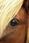 Shetland Pony eye