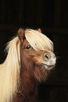 Shetland Pony