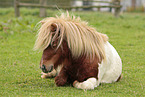 Shetland Pony