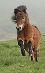 Shetland Pony