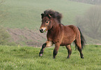 Shetland Pony