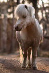 Shetland Pony