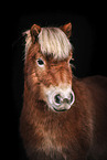 Shetlandpony