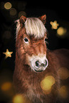 Shetlandpony