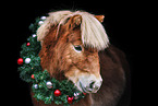 Shetlandpony