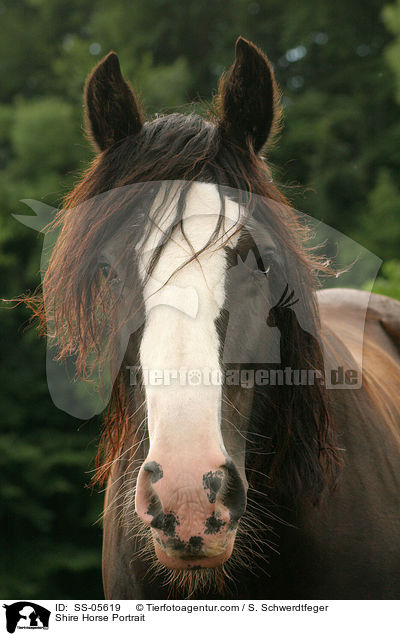 Shire Horse Portrait / Shire Horse Portrait / SS-05619