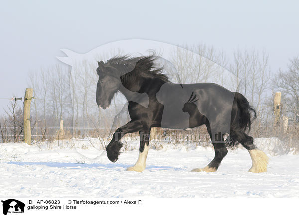 galoppierendes Shire Horse / galloping Shire Horse / AP-06823