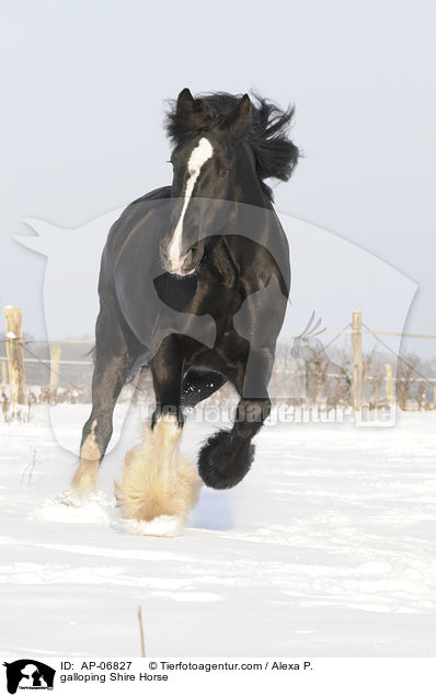 galoppierendes Shire Horse / galloping Shire Horse / AP-06827