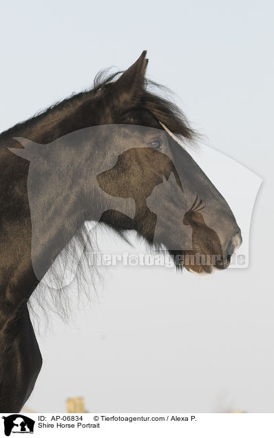 Shire Horse Portrait / AP-06834