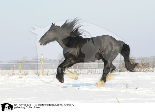 galloping Shire Horse / AP-06838