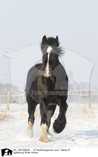 galloping Shire Horse / AP-06839