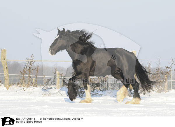 trotting Shire Horse / AP-06841