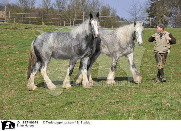 Shire Horses / Shire Horses / SST-09974