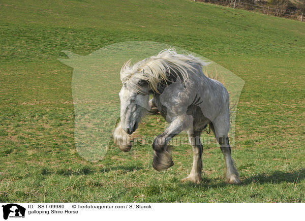 galloping Shire Horse / SST-09980